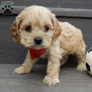 Shawn, Cockapoo Puppy